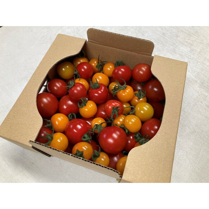 【ふるさと納税】【先行予約】訳あり・新鮮カラフルトマト／京丹後産・京ミニトマト 1kg（2026年5月中旬～発送） 野菜 ミニトマト 1キロ サラダ 色とりどり とまと 京野菜 ふるさと納税 トマト 不揃い ふぞろい わけあり 訳アリ ワケアリ 訳有り 1きろ tomato JA京都 農協 - 画像2