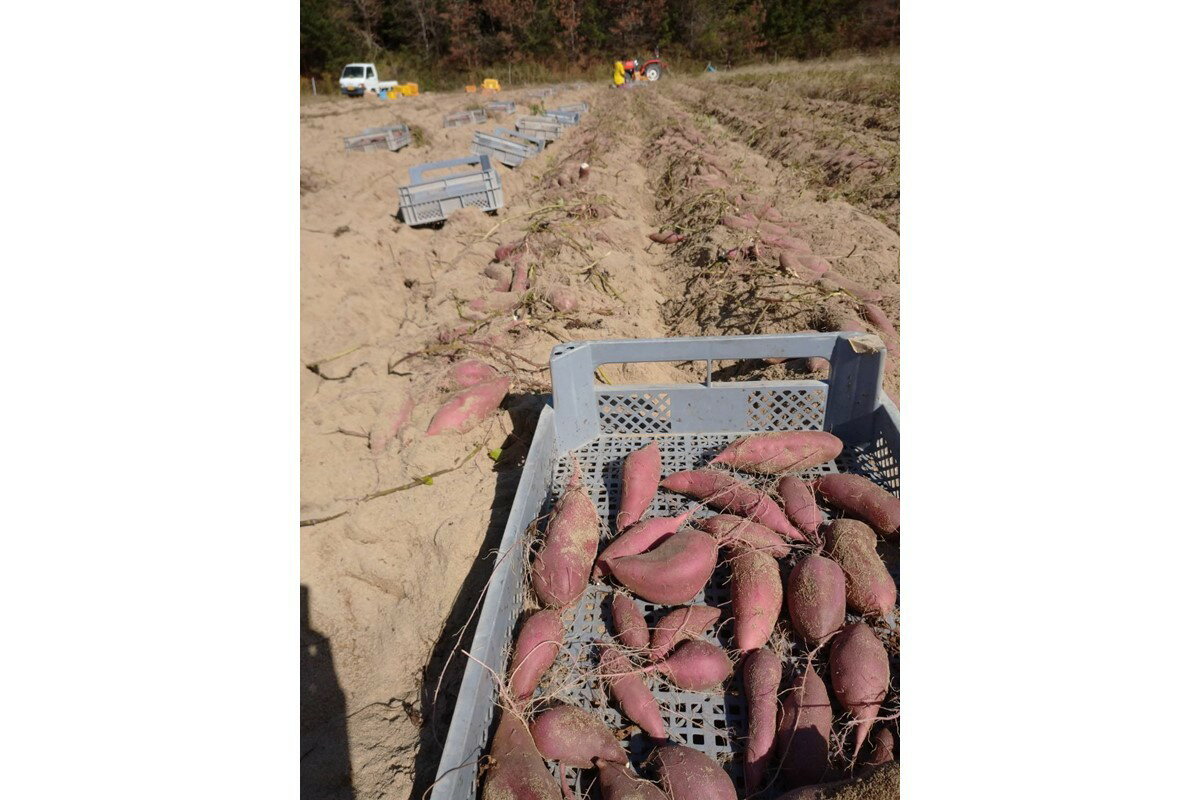 【ふるさと納税】【先行予約／数量限定50】砂丘甘藷（さつまいも（金時芋）） 5kg（2026年12月上旬～発送） 芋 国産 京丹後産 サツマイモ 薩摩芋 サツマ芋 さつま芋 きんとき ふるさと納税 先行予約 ふるさと納税 さつまいも 焼き芋 焼きいも やきいも JA京都 農協 - 画像2