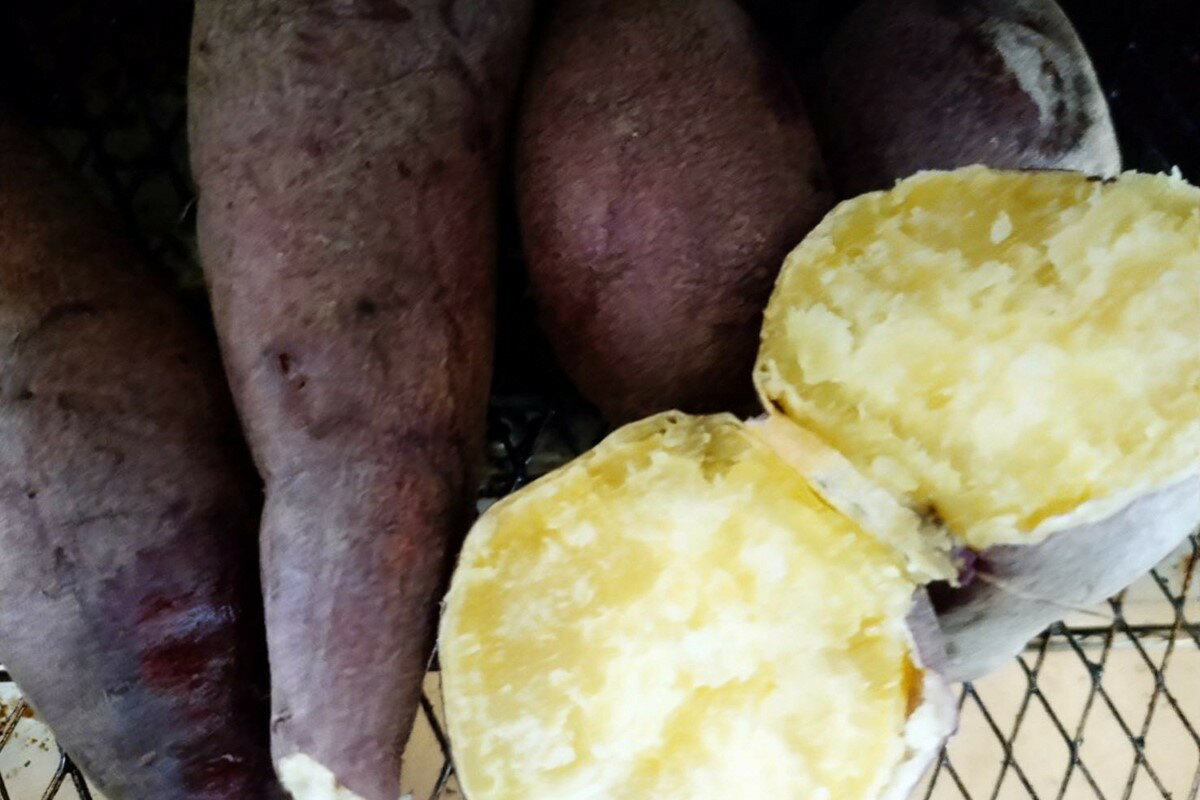 【ふるさと納税】【先行予約／数量限定50】砂丘甘藷（さつまいも（金時芋）） 5kg（2026年12月上旬～発送） 芋 国産 京丹後産 サツマイモ 薩摩芋 サツマ芋 さつま芋 きんとき ふるさと納税 先行予約 ふるさと納税 さつまいも 焼き芋 焼きいも やきいも JA京都 農協 - 画像3