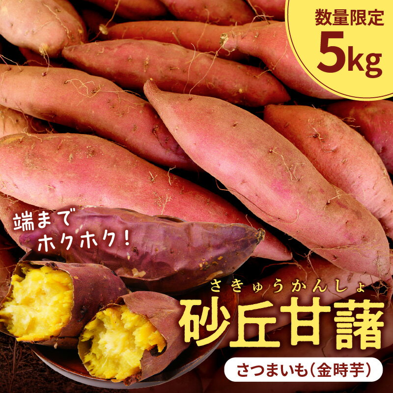 【先行予約／数量限定50】砂丘甘藷（さつまいも（金時芋）） 5kg（2026年12月上旬～発送） 芋 国産 京丹後産 サツマイモ 薩摩芋 サツマ芋 さつま芋 きんとき ふるさと納税 先行予約 ふるさと納税 さつまいも 焼き芋 焼きいも やきいも JA京都 農協
