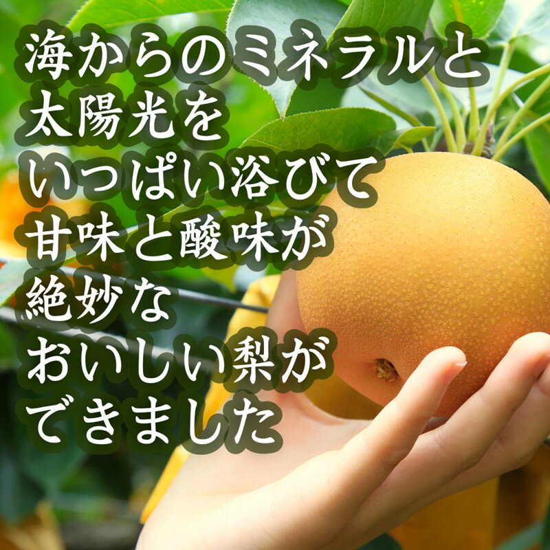 【ふるさと納税】2026秋発送／高評価★5.0 高レビュー★【先行予約／数量限定80】京丹後産 新興梨 大玉 5kg（6～10玉入り）（2026年10月上旬～発送）国産 期間限定 デザート 甘い ジューシー 梨 なし ナシ ふるさと 納税 先行予約 期間限定 フルーツ くだもの サムネイル2