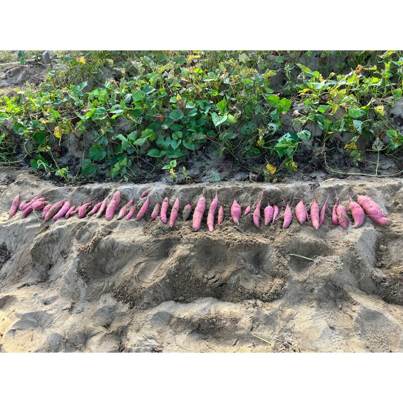 【ふるさと納税】【先行予約／数量限定】京丹後産 土付き 紅はるか（さつまいも） 5kg（2026年11月上旬～発送） さつま芋 薩摩芋 甘藷 サツマイモ さつまいも 紅はるか べにはるか ベニハルカ 国産 5キロ 農家応援 生産者応援 送料無料 - 画像3