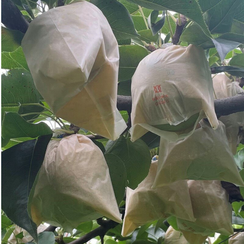 【ふるさと納税】2026年秋発送／高評価★5.0 高レビュー★【先行予約／数量限定100】廿世紀梨　5kg（2026年9月上旬～発送）フルーツ くだもの 国産 梨 二十世紀 20世紀 廿世紀 ふるさと 納税 梨 ふるさと納税 フルーツ ふるさと 納税 20世紀梨 農家応援 生産者応援 送料無料 - 画像3