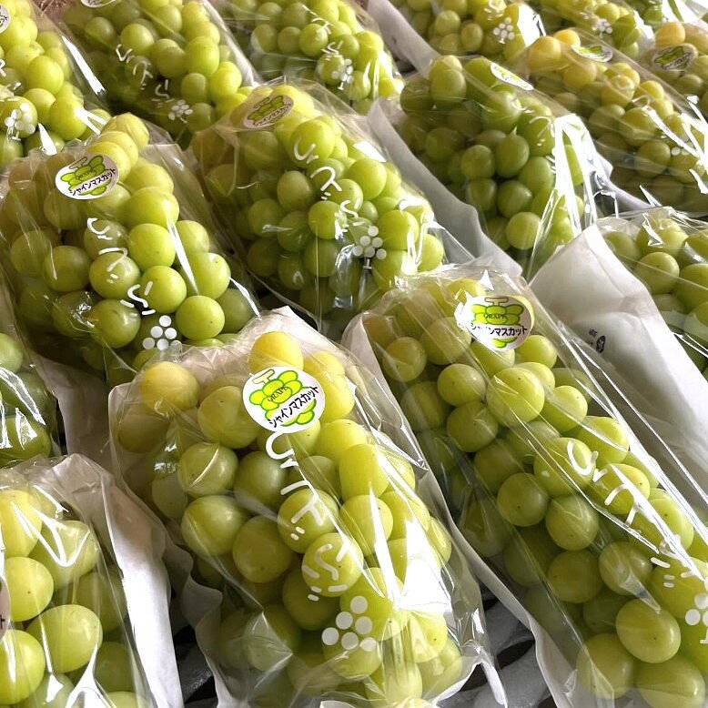 【ふるさと納税】2026年秋発送／先行予約 シャインマスカット 700g以上 1.2kg以上 1.6kg以上 1房 2房 3房（2026年9月上旬～発送） 選べる 内容量 フルーツ デザート 果物 旬 ぶどう マスカット ふるさと納税 果物 ふるさと納税 シャインマスカット サムネイル3