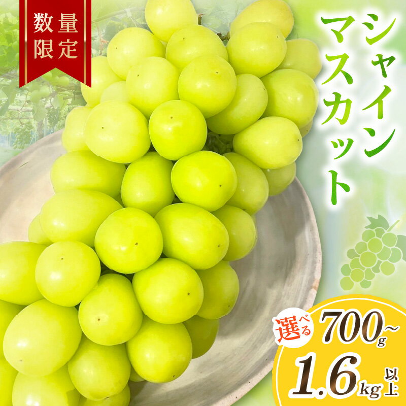 2026年秋発送／先行予約 シャインマスカット 700g以上 1.2kg以上 1.6kg以上 1房 2房 3房（2026年9月上旬～発送） 選べる 内容量 フルーツ デザート 果物 旬 ぶどう マスカット ふるさと納税 果物 ふるさと納税 シャインマスカット