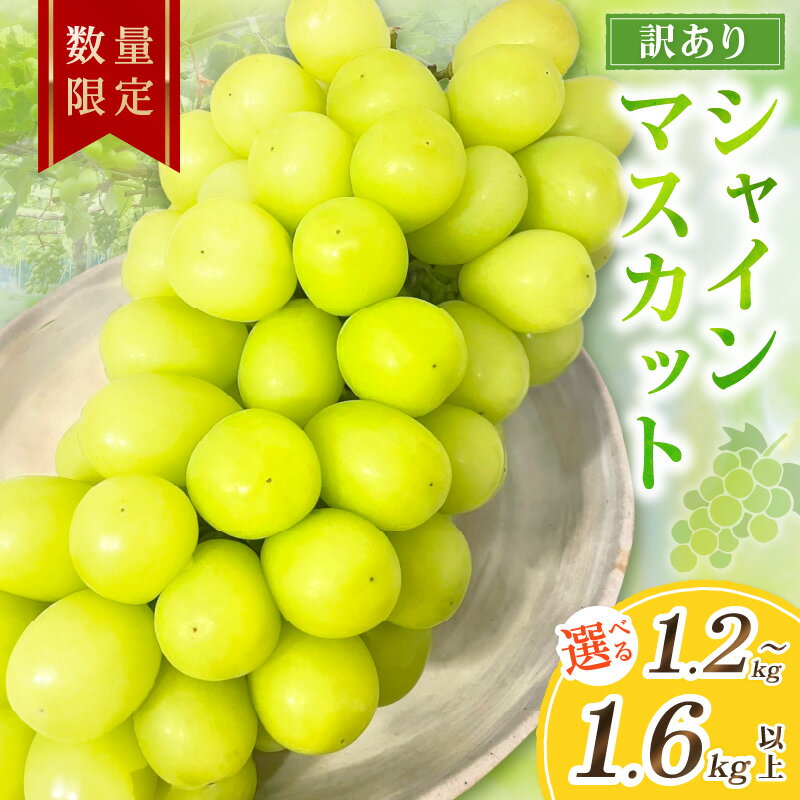 2026年秋発送／【先行予約／数量限定100】訳ありシャインマスカット （2～3房入り）（2026年9月上旬～発送）1.2kg以上 1.4kg以上 1.6kg以上 選べる内容量 果物 フルーツ シャインマスカット 訳あり ふるさと納税 シャインマスカット わけあり 訳有り