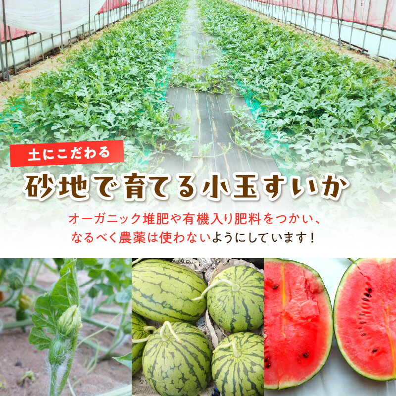 【ふるさと納税】訳あり／2026年夏先行予約【限定200】にしまるスイカ 訳あり （露地栽培）（2026年7月中旬から発送）1玉 2玉 選べる フルーツ 果物 数量限定 にしまる 小玉 甘い ジューシー 京都 ふるさと納税 すいか 2玉 1玉 サムネイル3