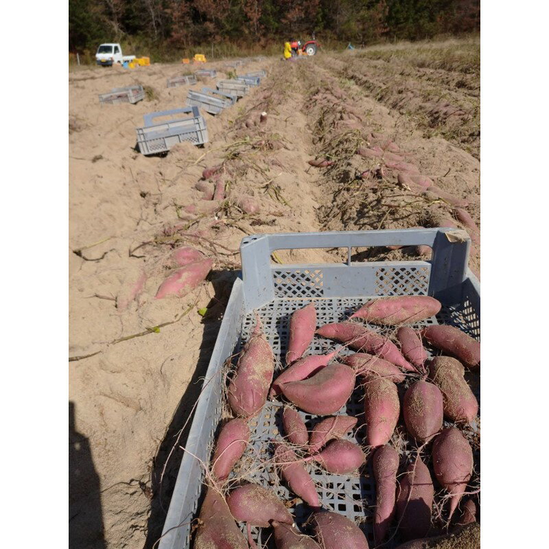 【ふるさと納税】【先行予約】京都京丹後産さつまいも 土付き 金時芋 選べる 内容量 3kg 5kg（2026年12月上旬～発送） 芋 国産 京丹後産 サツマイモ 薩摩芋 サツマ芋 さつま芋 きんとき 3キロ 5キロ ふるさと納税 先行予約 ふるさと納税 さつまいも 焼き芋 焼きいも やきいも - 画像2