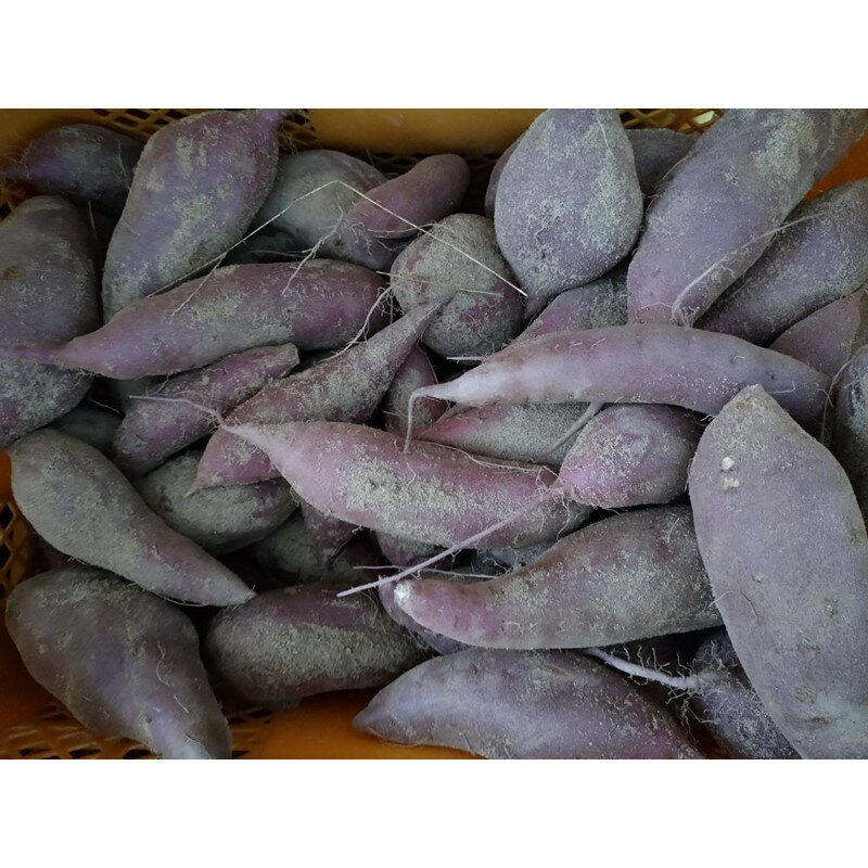 【ふるさと納税】【先行予約】京都京丹後産さつまいも 土付き 金時芋 選べる 内容量 3kg 5kg（2026年12月上旬～発送） 芋 国産 京丹後産 サツマイモ 薩摩芋 サツマ芋 さつま芋 きんとき 3キロ 5キロ ふるさと納税 先行予約 ふるさと納税 さつまいも 焼き芋 焼きいも やきいも - 画像3