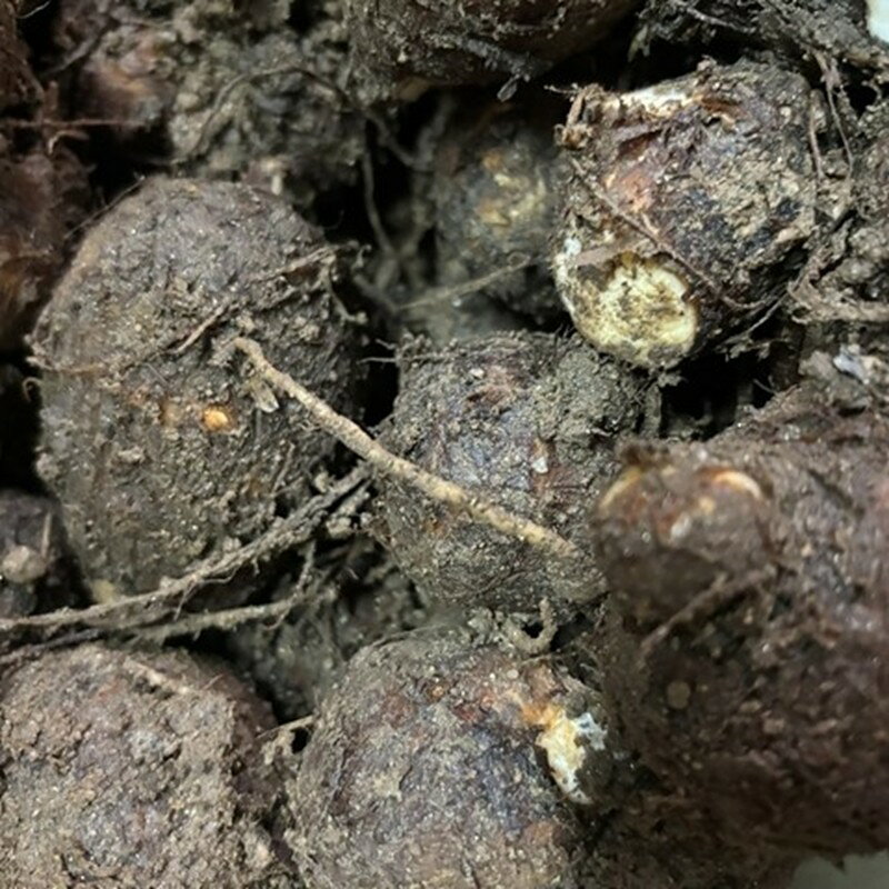 自然栽培さといも「大野芋」2kg 京都・京丹後産 自然栽培 旬野菜 ふるさと納税 里芋 大野芋