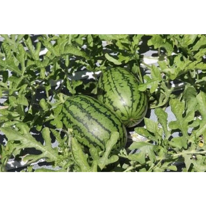 【ふるさと納税】2026夏発送【先行予約】小玉スイカ 姫まくら 1玉（1.5kg以上）（2026年7月上旬～発送）　果物 くだもの すいか スイカ 西瓜 甘い ふるさと納税 スイカ ふるさと納税 フルーツ ふるーつ 農家直送 果樹園直送 生産者応援 農家応援 送料無料 サムネイル2