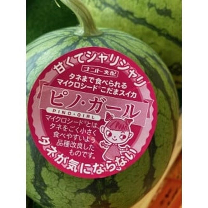 2026夏発送【先行予約】今話題の小玉スイカピノガール 1玉（1.5kg以上）（2026年7月上旬～発送）　果物 くだもの すいか スイカ 西瓜 甘い ふるさと納税 スイカ ふるさと納税 フルーツ ふるーつ 甘い 農家直送 果樹園直送 生産者応援 農家応援 送料無料