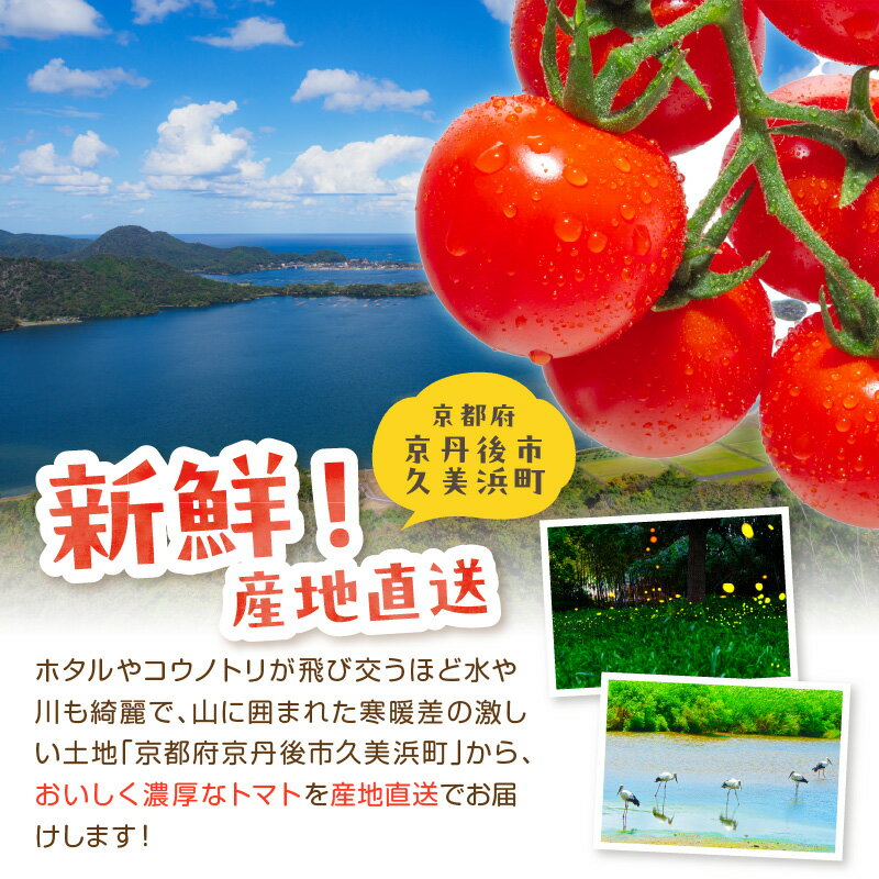 【ふるさと納税】【先行予約】訳あり 宝石のような輝き！カラフルミニトマト 約1.5kg（秋冬）（2026年10月上旬～発送）【2回定期便】（2026年5月下旬～発送） とまと みにとまと 甘い サラダ 色とりどり 生産者応援 農家応援 送料無料 - 画像3