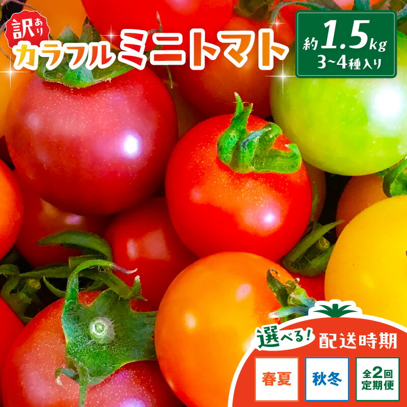 【先行予約】訳あり 宝石のような輝き！カラフルミニトマト 約1.5kg（秋冬）（2026年10月上旬～発送）【2回定期便】（2026年5月下旬～発送） とまと みにとまと 甘い サラダ 色とりどり 生産者応援 農家応援 送料無料