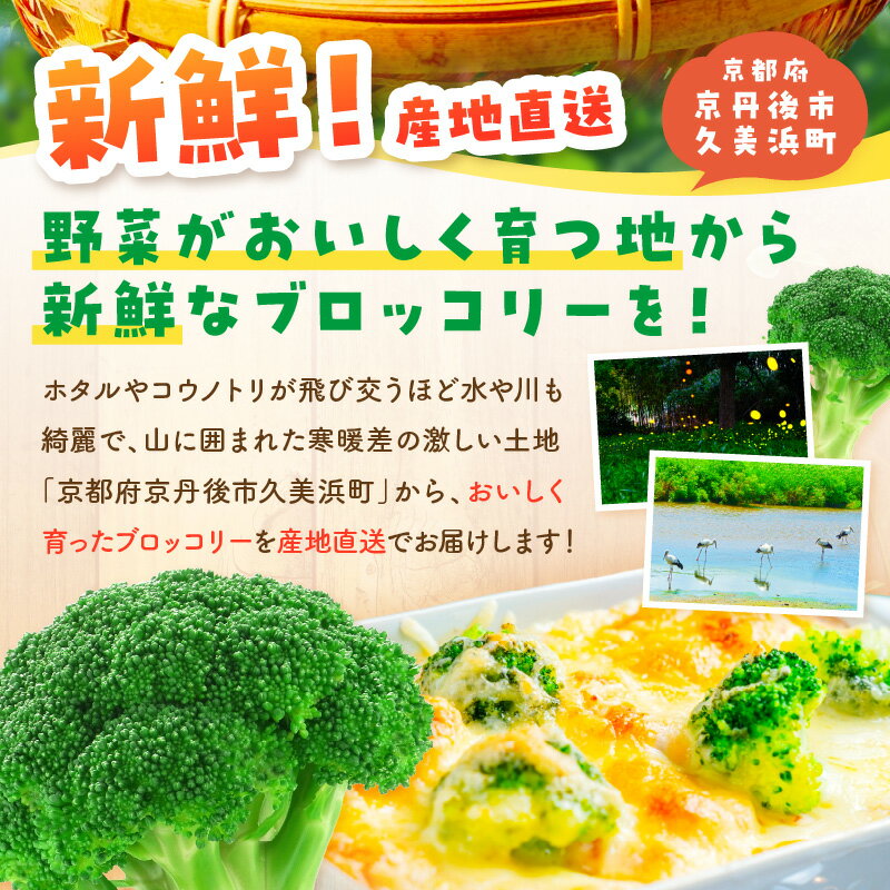 【ふるさと納税】＼農家直送 ブロッコリー／【先行予約】もりもり！ブロッコリー 約2kg（2026年11月上旬～発送）9株程度 冷蔵 農家直送 ぶろっこりー 野菜 京野菜 新鮮 生産者応援 農家応援 送料無料 ふるさと納税 ブロッコリー - 画像2