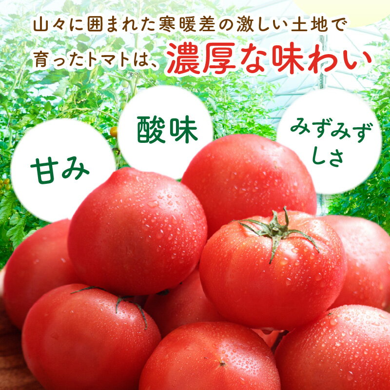 【ふるさと納税】【先行予約】京丹後産 大玉トマト 1kg以上 春夏（2026年5月中旬～発送） トマト 大玉 大玉トマト ふるさと納税 野菜 お野菜 1kg 野菜 京野菜 生産者応援 農家応援 送料無料 - 画像2