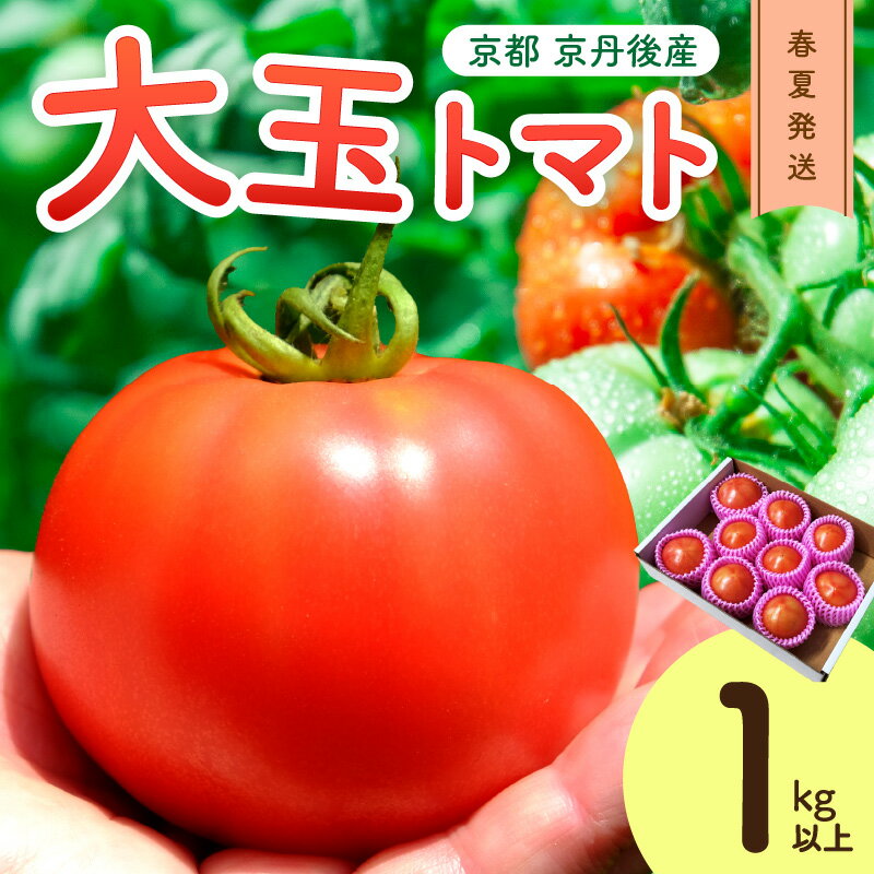 【先行予約】京丹後産 大玉トマト 1kg以上 春夏（2026年5月中旬～発送） トマト 大玉 大玉トマト ふるさと納税 野菜 お野菜 1kg 野菜 京野菜 生産者応援 農家応援 送料無料