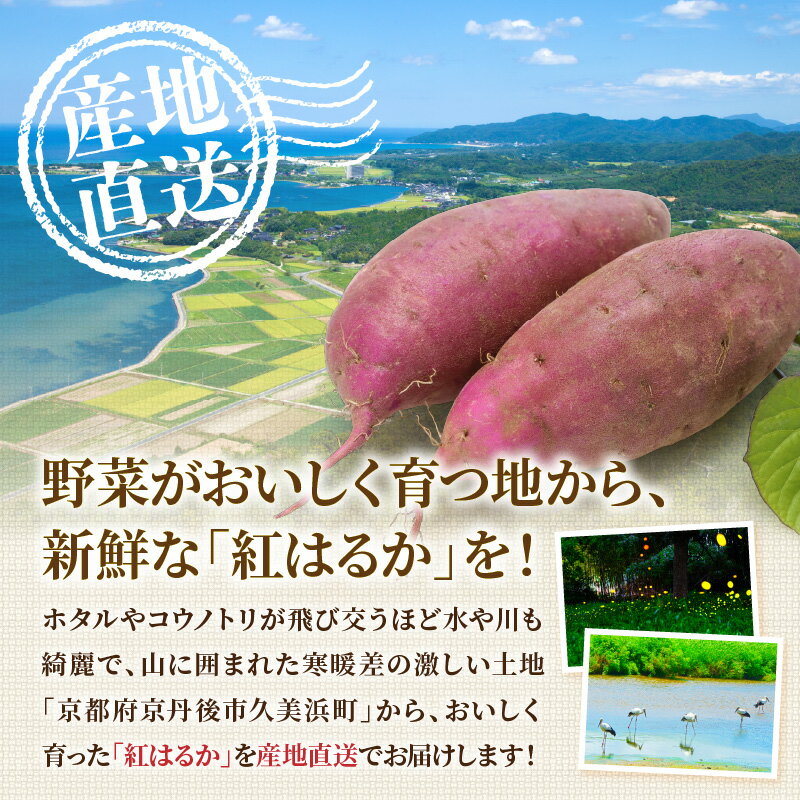 【ふるさと納税】【先行予約】ホクホク美味しい！京丹後産 紅はるか 約1.5kg（土付き）（2026年10月上旬～発送） さつまいも サツマイモ 紅はるか ふるさと納税 さつまいも 芋 さつま芋 お芋 産地直送 国産 野菜 京都府 京丹後市 生産者応援 農家応援 - 画像2