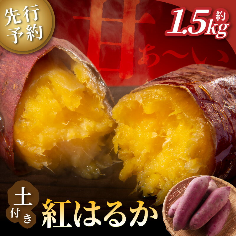 【先行予約】ホクホク美味しい！京丹後産 紅はるか 約1.5kg（土付き）（2026年10月上旬～発送） さつまいも サツマイモ 紅はるか ふるさと納税 さつまいも 芋 さつま芋 お芋 産地直送 国産 野菜 京都府 京丹後市 生産者応援 農家応援