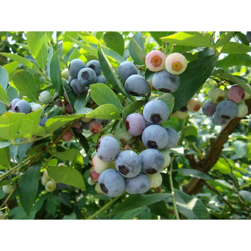 【ふるさと納税】 【先行予約／数量限定80】国産 京都丹後ブルーベリー 350g×2パック（2026年7月上旬～発送） 生 ぶるーべりー 果物 完熟 2パック 期間限定 国産 ふるさと納税 フルーツ 農薬不使用 大粒 完熟 期間限定 2026年産 令和8年産 農家応援 送料無料 サムネイル2