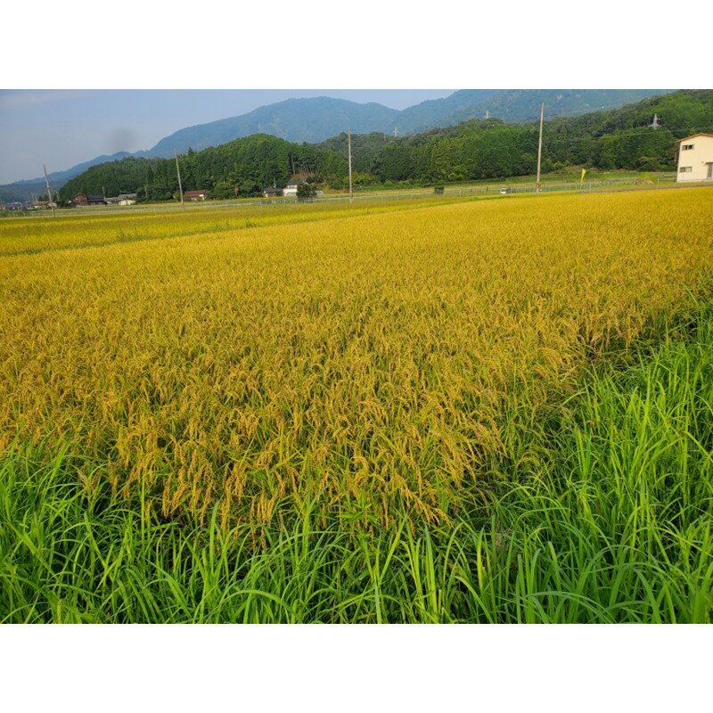 【ふるさと納税】天日干し【稲作発祥の地のお米】2026年産 京丹後産稲作発祥の地コシヒカリ特別栽培米 月の輪田米 精米（天日干し） 5kg 10kg　選べる 内容量 ふるさと納税 米 精米 お米 ご飯 ごはん コシヒカリ 京丹後産 峰山 農家応援 生産者応援 送料無料 - 画像3