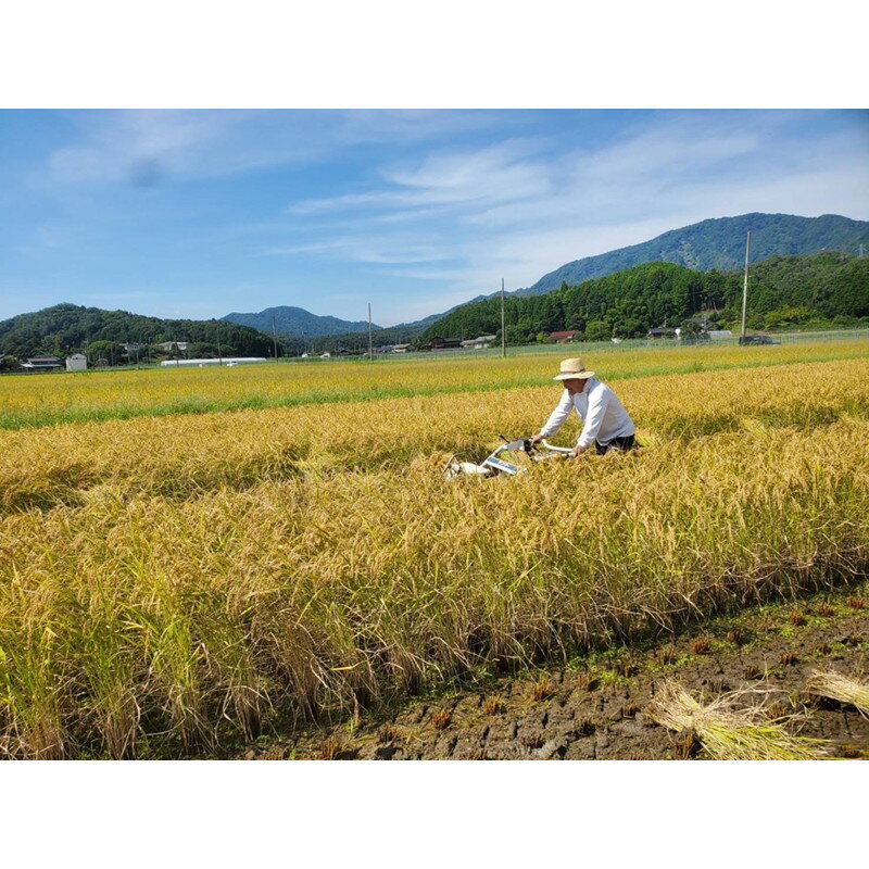 【ふるさと納税】天日干し【稲作発祥の地のお米】2026年産 京丹後産稲作発祥の地コシヒカリ特別栽培米 月の輪田米 精米（天日干し） 5kg 10kg　選べる 内容量 ふるさと納税 米 精米 お米 ご飯 ごはん コシヒカリ 京丹後産 峰山 農家応援 生産者応援 送料無料 - 画像2