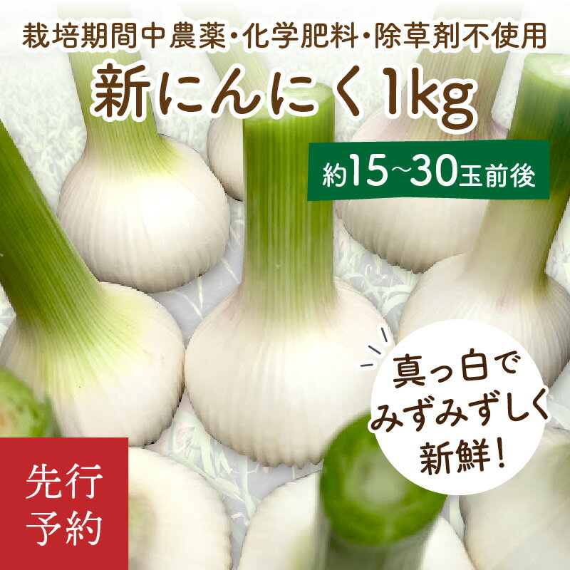 【ふるさと納税】【先行予約／数量限定40】新にんにく1kg（15玉～30玉前後） にんにくコンフィレシピ付き（栽培期間中農薬・化学肥料・除草剤不使用）（2026年6月上旬～発送） - 画像2