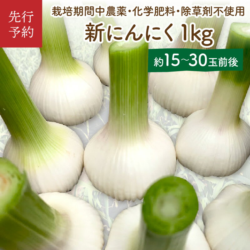 【先行予約／数量限定40】新にんにく1kg（15玉～30玉前後） にんにくコンフィレシピ付き（栽培期間中農薬・化学肥料・除草剤不使用）（2026年6月上旬～発送）