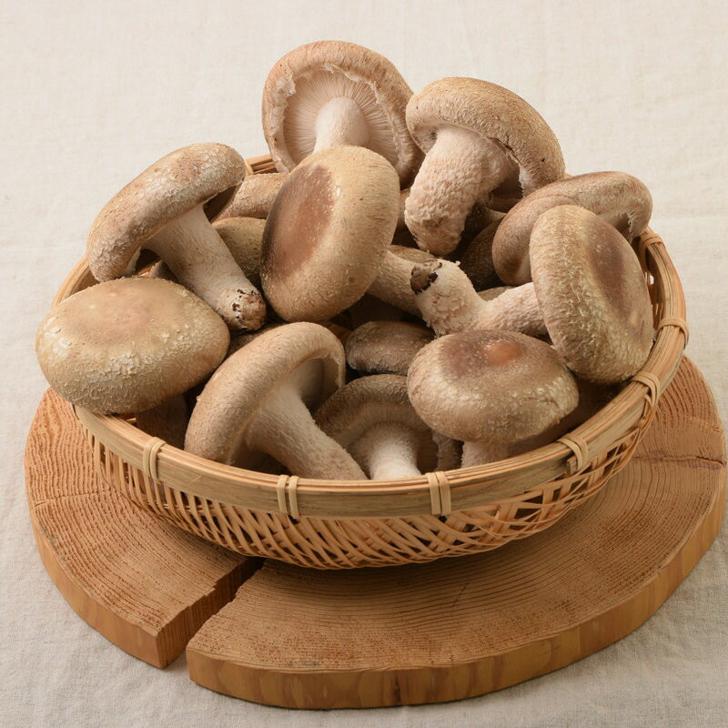 【ふるさと納税】しいたけ 京都が育んだきのこ 長期減水栽培 菌床 生しいたけ 特大サイズ 200g 5袋 椎茸 シイタケ きのこ キノコ 野菜 京都 - 画像3