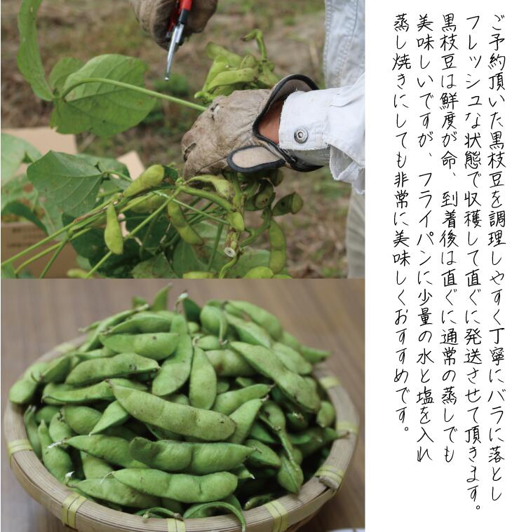 【ふるさと納税】枝豆 京都 2026年 先行予約 丹波黒枝豆 バラ 約500g るり渓 大河内生産組合発 丹波 野菜 国産 生 黒枝豆 おつまみ えだまめ エダマメ 先行 ※北海道・沖縄・離島への発送不可 　お届け：※2026年10月中旬より発送いたします - 画像3