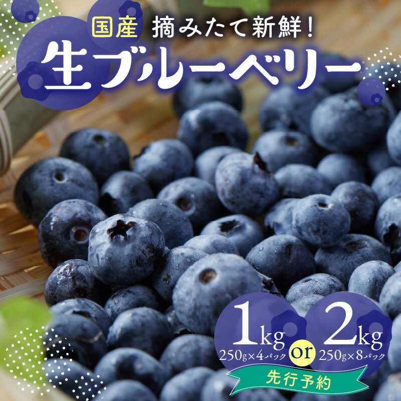 市産ブルーベリー 選べる内容量 (1kg・2kg) 夏季限定 国産 ブルーベリー 摘みたて 新鮮 冷蔵 生ブルーベリー 大粒ブルーベリー フルーツ 山口ブルーベリー園 【2026年先行予約】