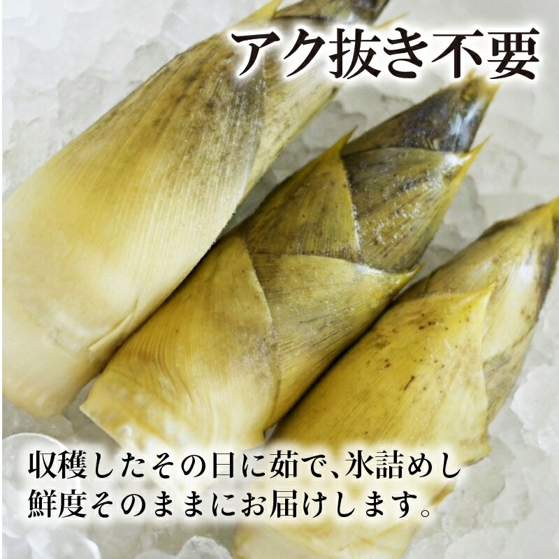 【ふるさと納税】 【先行予約】京都山城産たけのこ 皮付き湯がき済み 約1kg(2～3本) ＜2026年4月発送＞ 白子筍 朝掘り 新鮮 京都 筍 竹の子 たけのこ 京たけのこ 国産 京都山城 産 京野菜 野菜 国産 炊き込みご飯 煮物 旬 春 井手町 井手 京都 まるやま食品 - 画像3