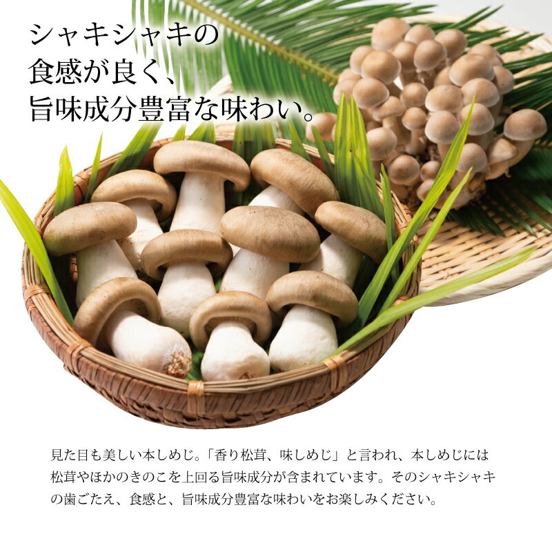 【ふるさと納税】大黒本しめじ 大判 3パックセット （ 国産 京都 きのこ キノコ 丹波 しめじ 食感 シャキシャキ 天ぷら 鍋 炒め物 ） 新生活応援 ※北海道・沖縄・その他離島への配送不可 - 画像2