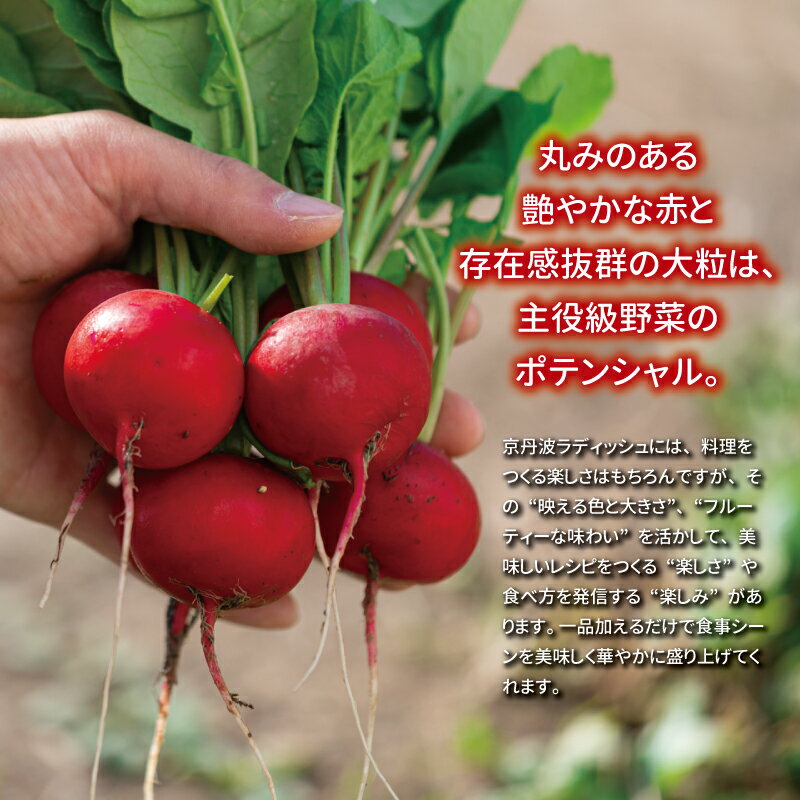 【ふるさと納税】 京丹波ラディッシュ 選べる 数量 5～8袋 セット 京都 丹波 大粒 ジューシー フルーティー ソテー グリル料理 バーベキュー アヒージョ かき揚げ サラダ スープ アウトドア ※北海道・沖縄・その他離島は配送不可 - 画像2
