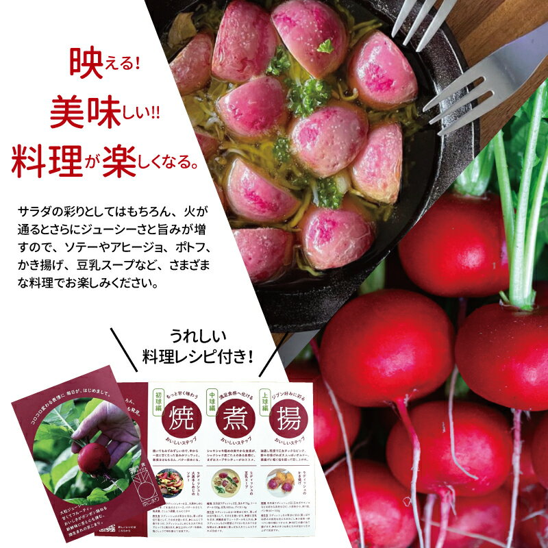 【ふるさと納税】 京丹波ラディッシュ 選べる 数量 5～8袋 セット 京都 丹波 大粒 ジューシー フルーティー ソテー グリル料理 バーベキュー アヒージョ かき揚げ サラダ スープ アウトドア ※北海道・沖縄・その他離島は配送不可 - 画像3