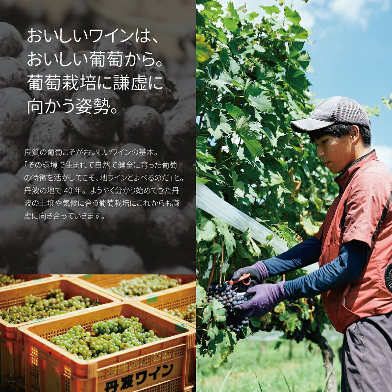 【ふるさと納税】道の駅「瑞穂の里さらびき」オリジナル丹波ワイン「Tam（タン）」セット【国産ワイン 赤ワイン 白ワイン ワイン】 サムネイル3