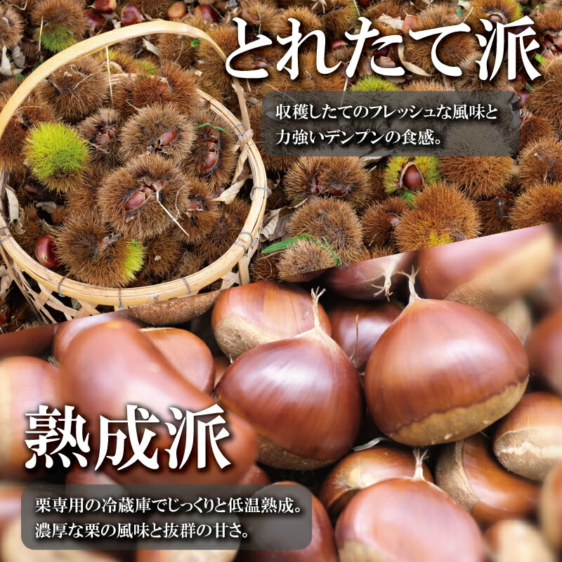 【ふるさと納税】丹波くり 1kg 選べる とれたて チルド熟成 3L 4L サイズ 京都 京丹波町産 大粒 生栗 和栗 国産 丹波栗 ※北海道・沖縄・その他離島は配送不可 サムネイル2