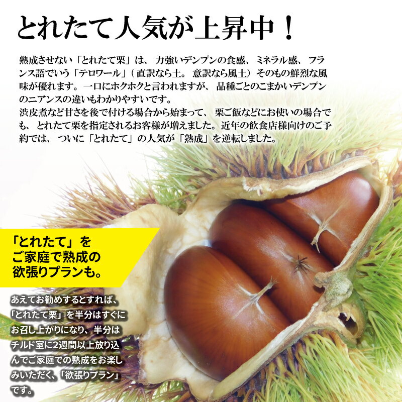 【ふるさと納税】丹波くり 1kg 選べる とれたて チルド熟成 3L 4L サイズ 京都 京丹波町産 大粒 生栗 和栗 国産 丹波栗 ※北海道・沖縄・その他離島は配送不可 サムネイル3