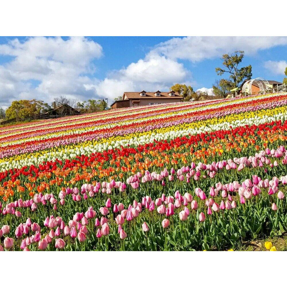 【ふるさと納税】ハーベストの丘入園券　大人 サムネイル3