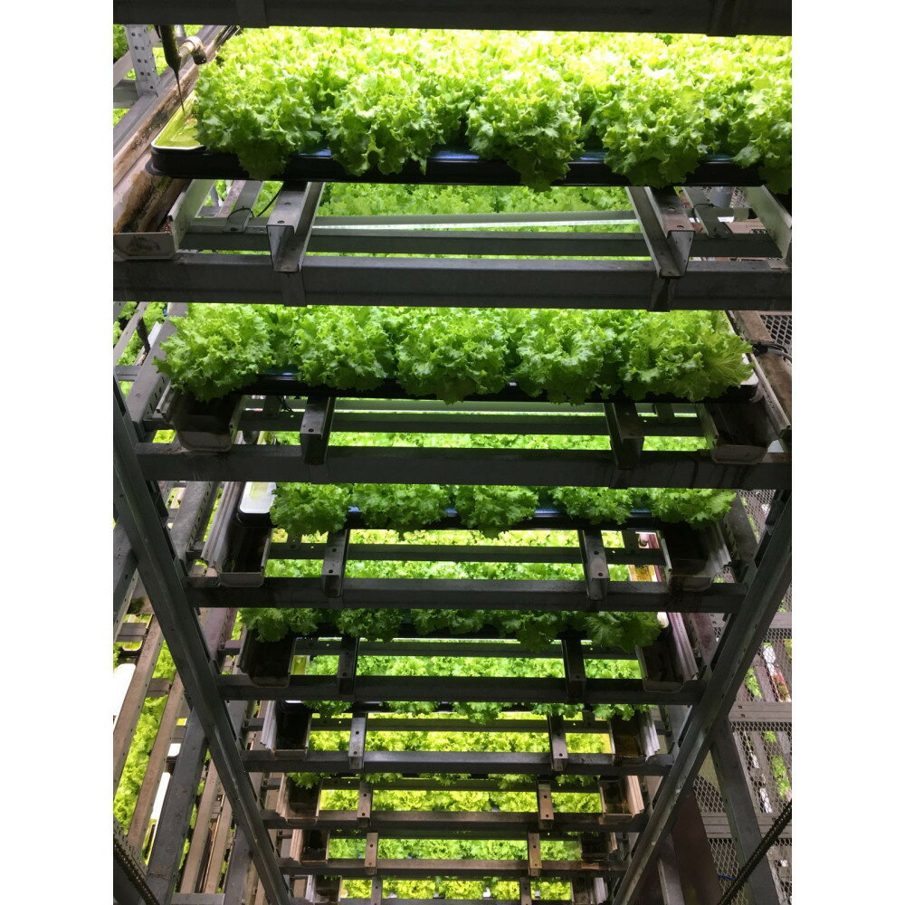 Osaka Agri Marche フリルレタス・バタビアレタス | 野菜 やさい 食品 人気 レタス フリルレタス バタビアレタス サラダ 薬味 ハーブ 詰合せ 堺市 おすすめ 送料無料