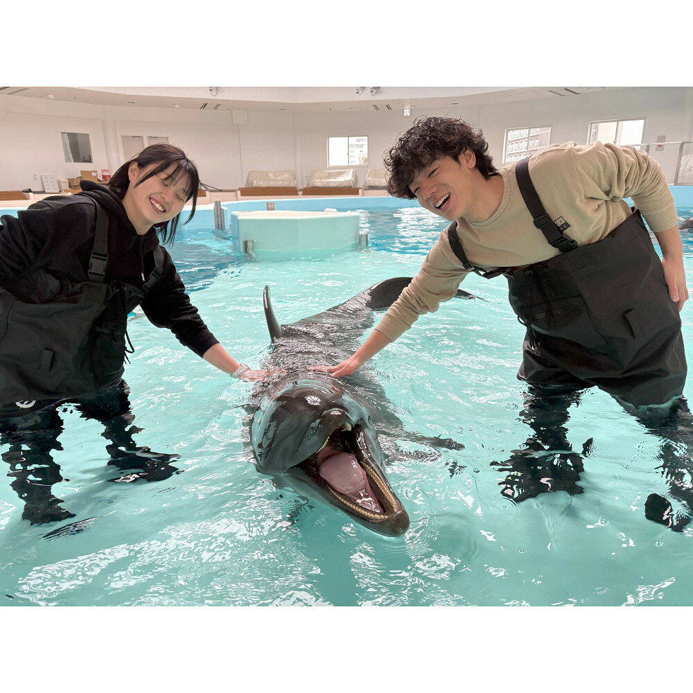 ノアドルフィンドーム　浅瀬でイルカと遊ぶ体験 ペア入場券付