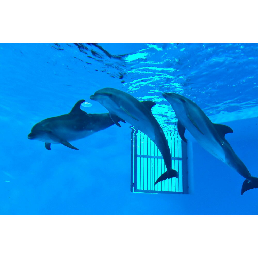 【ふるさと納税】ノアドルフィンドーム　浅瀬でイルカと遊ぶ体験 ペア入場券付 - 画像3