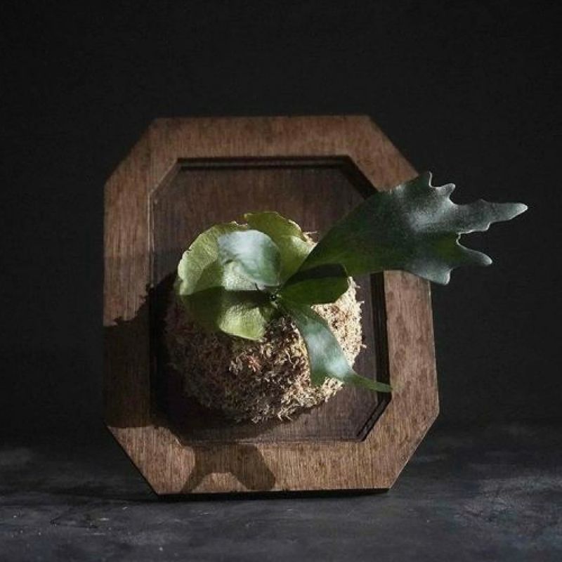 【ふるさと納税】 ビカクシダ そのまま飾れる インテリアセット