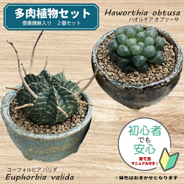 【ふるさと納税】養庄園 キラキラハオルチアセット