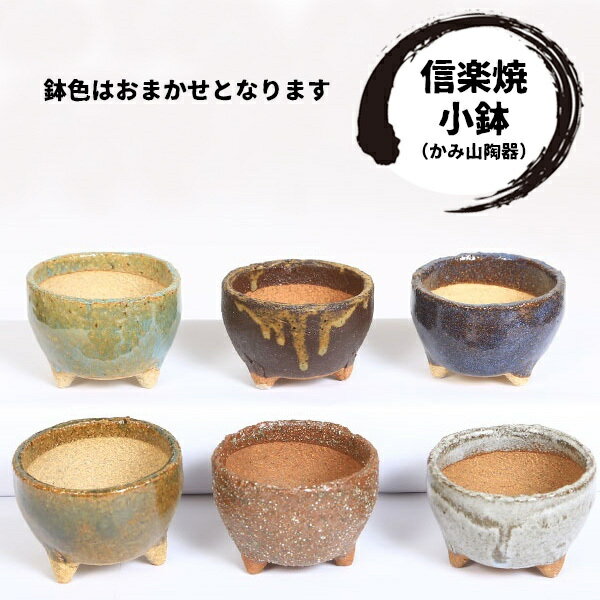 【ふるさと納税】養庄園 キラキラハオルチアセット サムネイル3