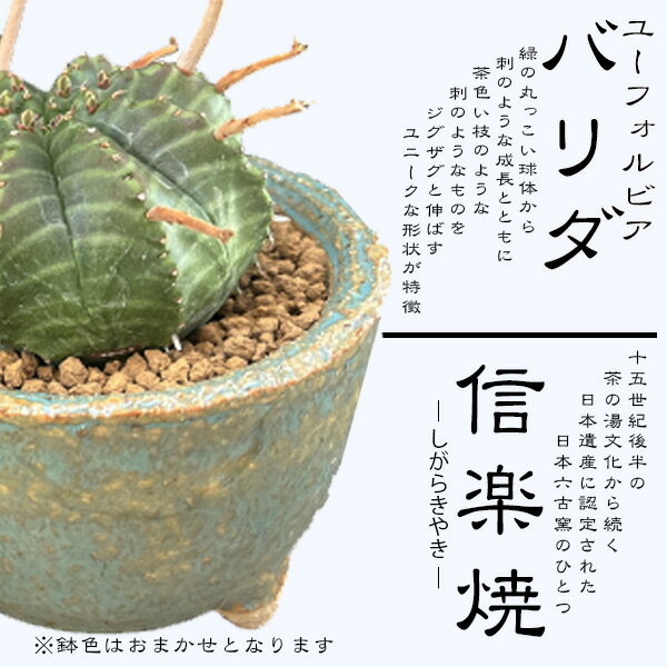 【ふるさと納税】養庄園 キラキラハオルチアセット サムネイル2