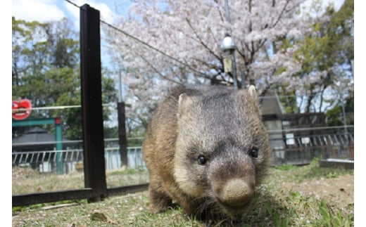 【ふるさと納税】五月山動物園ウォンバットコラボワイン「ワイン・フク・ユキ3本セット」 サムネイル2
