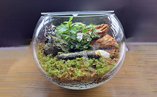 【ふるさと納税】岩崎正光園 苔テラリウム - 画像3