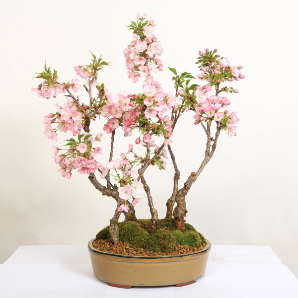 【ふるさと納税】養庄園 桜五本寄せ盆栽 サムネイル2