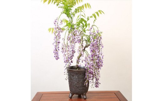 【ふるさと納税】養庄園 藤盆栽